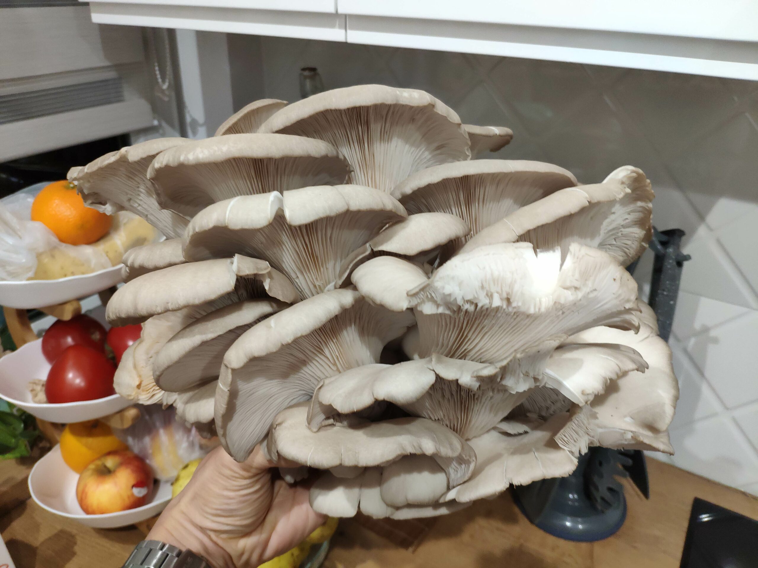 jak uprawiać boczniaki w domu w growbox